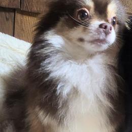 Pomeranian All Grown Up from Pacific Northwest Pomeranians