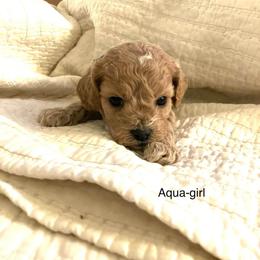 Bristol - Buff and white female Cockapoo puppy in Spring Valley, Wisconsin from Filipiak Breeders