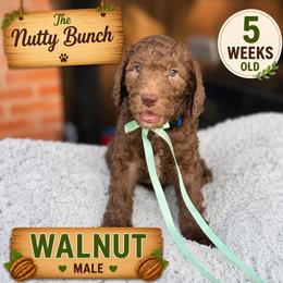 Walnut - Chocolate male Goldendoodle puppy in Miami, Florida from Jade’s Paws & Co. Of Miami LLC