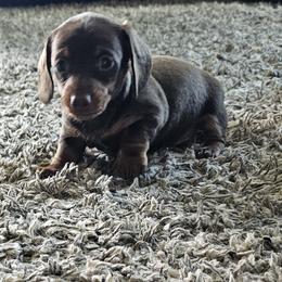 Dachshund Puppies from Heather Nelson