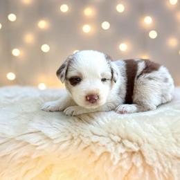 Chanel - Red merle female Australian Shepherd puppy in Statesville, North Carolina from Charming Australian Shepherds