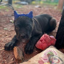 Cane Corso Puppies from Killing Joke Kennels, LLC