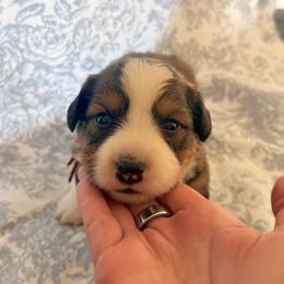 Boy 3 - Black and white male American Corgi puppy in Castle Rock, Washington from R and b corgis and farm