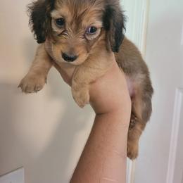 Companion Cross and Dachshund Puppies from Sweet Honey Bunn Hounds