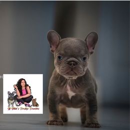 French Bulldog Puppies from Lil Nikki’s Prestige Frenchies