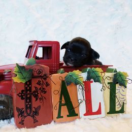 Tibetan Spaniel Puppies from Trillium Tibetan Spaniels