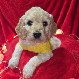Peppermint Patty - Cream female Aussiedoodle puppy in Cumberland, Rhode Island from W Doodle Crew