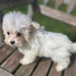 Beni - Parti male Maltipoo puppy in Lebanon, Kentucky from Mosaic Merle Doodles