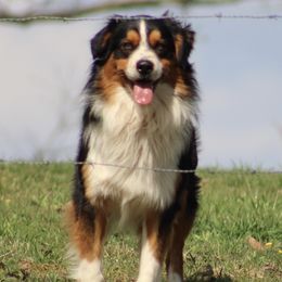 Rip - Australian Shepherd