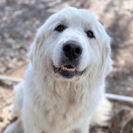Bambi - Great Pyrenees