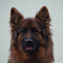 German Shepherds from Leah Willis