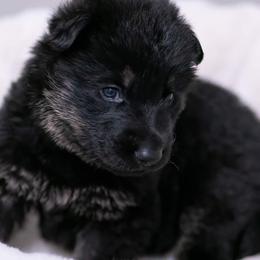 German Shepherd Puppies from Reign Land