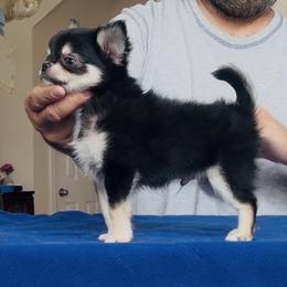 JAX - Black and tan male Chihuahua puppy in Morrisville, North Carolina from Mozzafiato Chihuahuas