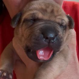 Belle - Fawn female Boerboel puppy in Bon Aqua, Tennessee from Erickson Ranch Boerboels