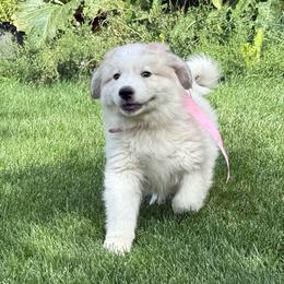 Miss Pink - White and badger female Great Pyrenees puppy in Idaho from Portneuf Range Pyrenees