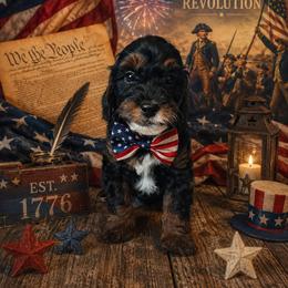 Revolution - Tri-color male Bernedoodle puppy in Daytona Beach, Florida from Beach Doodles