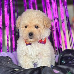Bugatti - Cream male Maltipoo puppy in San Diego, California from Maltipoos SD