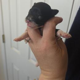 Boy 1 - Black and white male Schnoodle puppy in Galena, Illinois from Perry's doodles