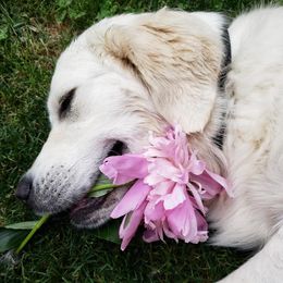 Golden Retrievers from Whitefire Golden Retrievers