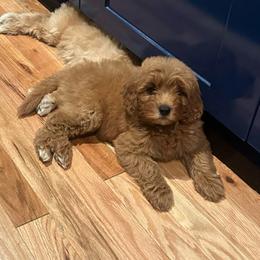 Ashton - Red  male Goldendoodle puppy in Sauk Village, Illinois from Midwest Timberland Pups