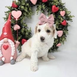 Rosie - Parti female Goldendoodle puppy in Leander, Texas from Doodle Doula