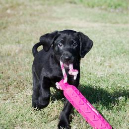Tiff - Black female Labrador Retriever puppy in Gober, Texas from Trigger Time Kennels