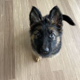 German Shepherd Puppies from Oahu German Shepherds