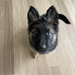 German Shepherd Puppies from Oahu German Shepherds