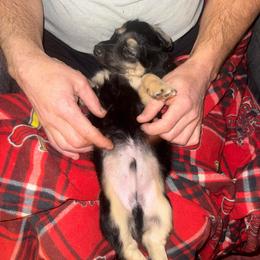 Lou - Black and cream male Dachshund puppy in Conway, Missouri from Ozark Mountain Kennel
