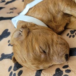 French Bulldog and Goldendoodle Puppies from Good Vibes Puppies