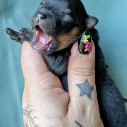 Ozzy - Black and tan female Pomeranian puppy in Utah from Pop Off Pomeranians