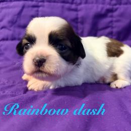 Rainbow dash - Black gold and white female Shih Tzu puppy in Hemet, California from Aloha Shih Tzu