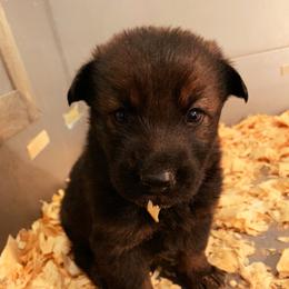 German Shepherd Puppies from Lost Creek German Shepherds LLC