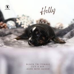 Holly- Black Tri Minimal White - Black tri female Miniature Australian Shepherd puppy in Nacogdoches, Texas from TK Standard, Mini, & Toy Aussies