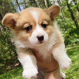 Pembroke Welsh Corgi Puppies from Robin’s Welsh Pembroke Corgis