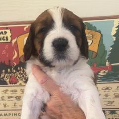 Miss Georgiana - Brown and white Saint Berdoodle puppy in Placerville, California from Country Manor Saint Berdoodles