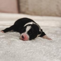 Ravena AKC - Black tri-color female Australian Shepherd puppy in Polk City, Florida from Skaky Shepherds