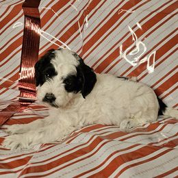 Woody - Parti male Goldendoodle puppy in Peoria,  Az, Arizona from Not Just "Golden" Doodles