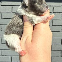 Mudbud - Blue parti male Pomeranian puppy in Newark, Ohio from Keeperofstars Pomeranians