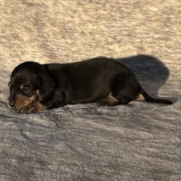 Izzy - Black and tan female Dachshund puppy in Elfrida, Arizona from Brooke Brumley