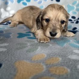 Twila - Cream female Dachshund puppy in Temple, Texas from Brit’s Doxie Crossing