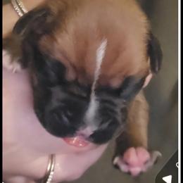 Girl 3 - Fawn female Boxer puppy in Plainville, Connecticut from AKC Boxer Club Plainville and Plank trail boxers
