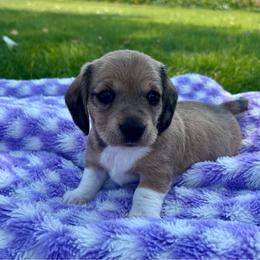 Maddie - Cream female Dachshund puppy in Shelley, Idaho from Journey’s End Dachshunds