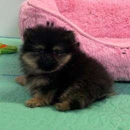 Rhett - Black and tan male Pomeranian puppy in Newport Beach, California from Exotic City Pomeranians and chihuahuas