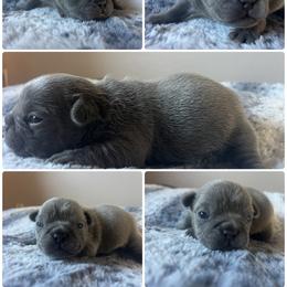 Sinclair - Blue male French Bulldog puppy in Anderson, California from Wooftown Kennels