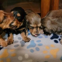 Dachshund Puppies from CLARK'S BREEDING PROGRAM