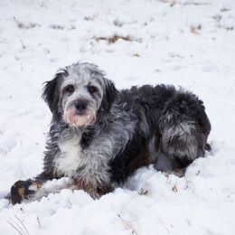 Dakoda - Aussiedoodle