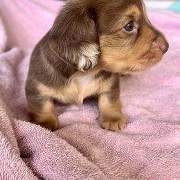 Dachshund Puppies from Meldox
