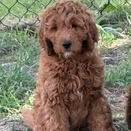 Jasmine - Red  female Goldendoodle puppy in Indiana, Pennsylvania from Kathy's Doodles
