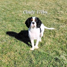 Cindy - Cavalier King Charles Spaniel